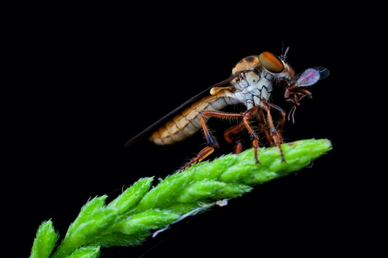 ذبابة لص مفترسة مصغرة (<em></noscript> Fáscia holocéfala </ em>) se alimenta de um besouro em cativeiro.  Um novo estudo revelou que a mosca se aproxima de sua presa por baixo, visando um futuro ponto de encontro com o alvo.<figcaption class=