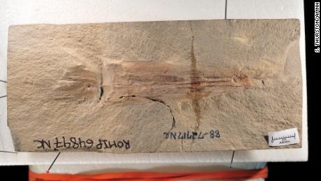 Um fóssil de vampiro excepcionalmente bem preservado está alojado no Museu Real de Ontário, no Canadá.