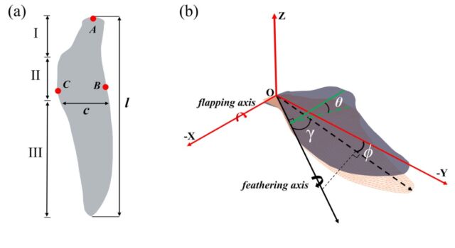 (a) Modelo geométrico de uma asa de pinguim e (b) esquema cinemático mostrando eixos, ângulos de batimento, penas e desvio.