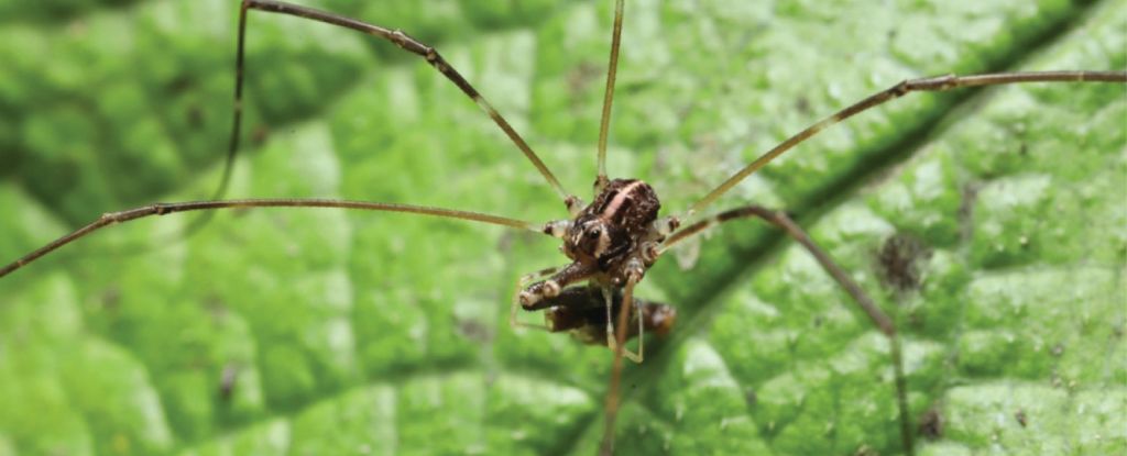 Aranha misteriosa se transforma em três espécies diferentes de machos: ScienceAlert