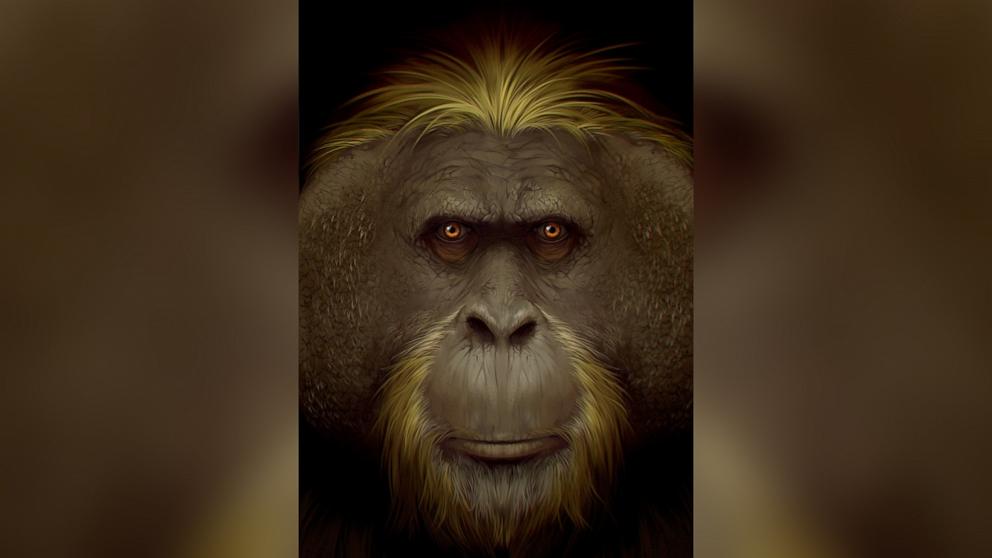 O maior grande primata que já existiu foi extinto devido às mudanças climáticas, descobriu um estudo