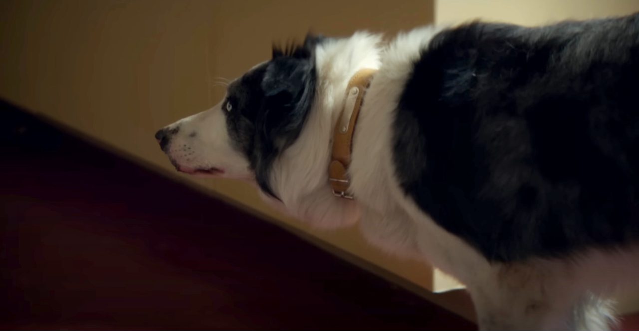 Missy, a cadela do filme Anatomy of a Fall