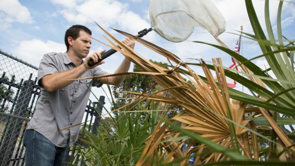 Cientistas da UF esperam impedir a doença mortal do bronzeamento nas palmeiras da Flórida