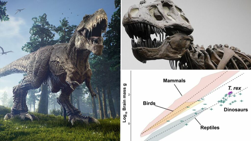 O rei dos dinossauros não era um gênio!  Cientistas estão jogando água fria na teoria de que o T.Rex era tão inteligente quanto um macaco